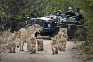 Tsalala Cubs and Vehicle